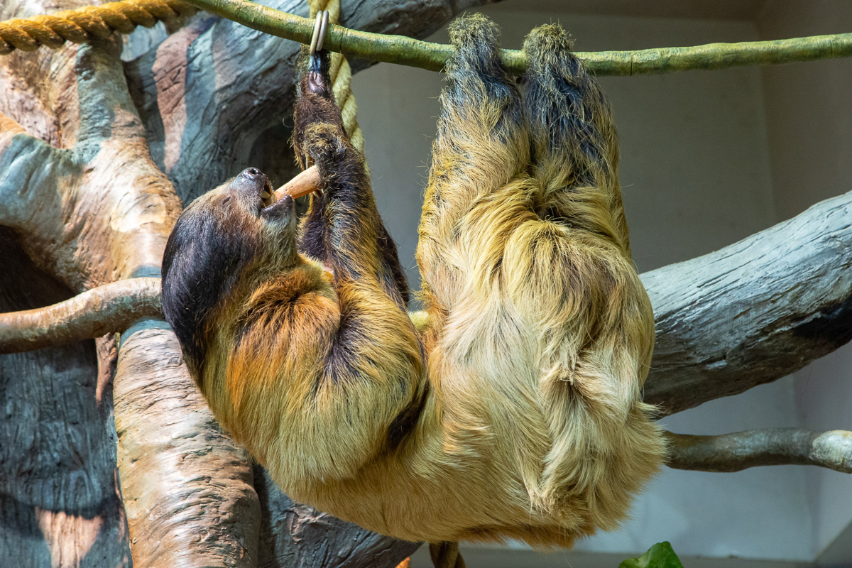 Two-toed sloth eating a sweet potato chunk.