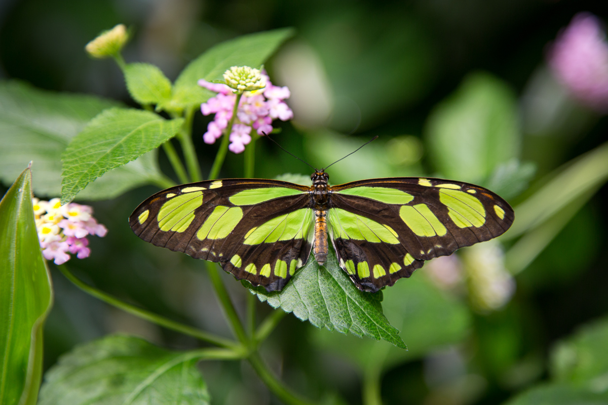 Bamboo page butterfly (<em>Philaethria dido</em>)