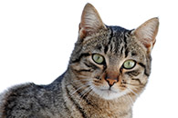 Cat Tracker
