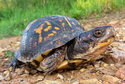 Neighborhood Box Turtle Watch