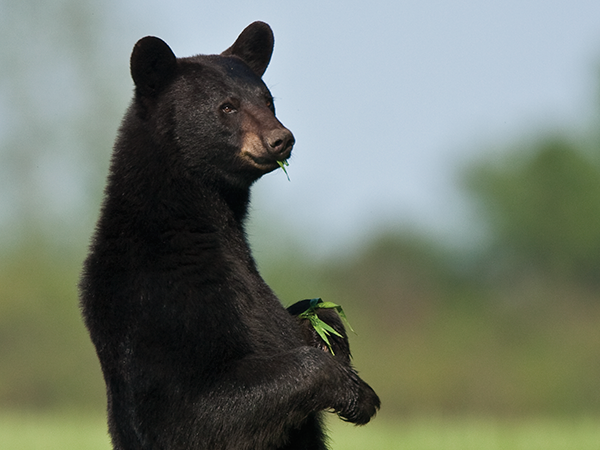 Mammalogy Collection