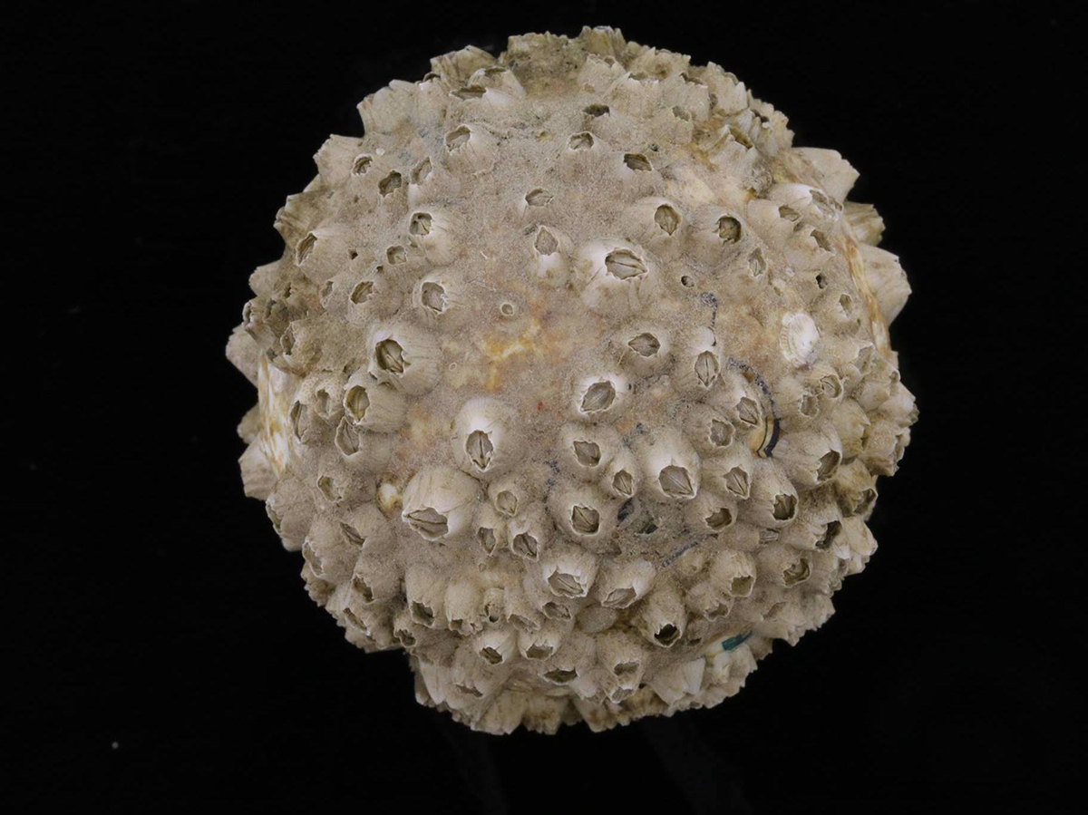 Barnacles on a golf ball, collected from Long Island Sound, August 2016. Photo credit: Raquel A. Fagundo.