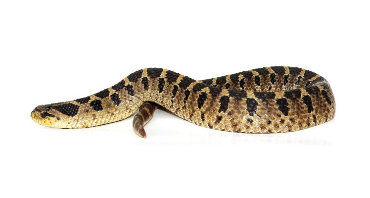 Southern Hognose Snake (<em>Heterodon simus</em>). Photo by Jeffrey C. Beane.