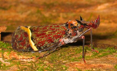 The dragon-headed bug, Phrictus quinquipartitus, from Costa Rica