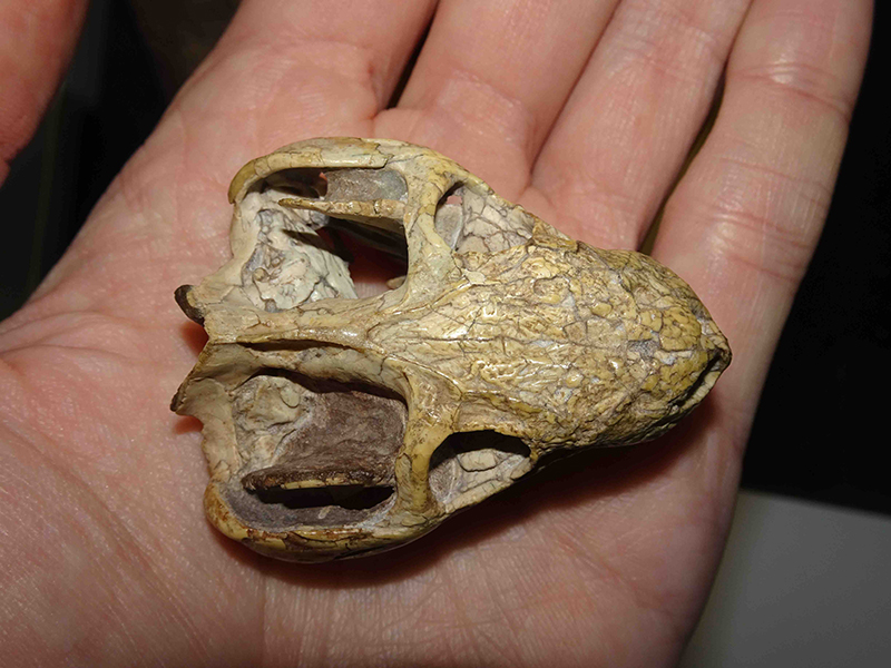 Boreogomphodon, a small cynodont from the Triassic of North Carolina.