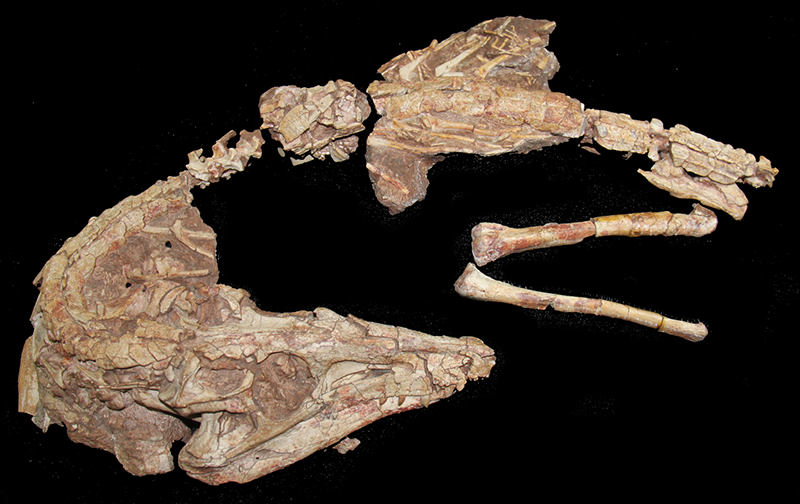Dromicosuchus, an early relative of crocodiles from the Triassic of North Carolina.