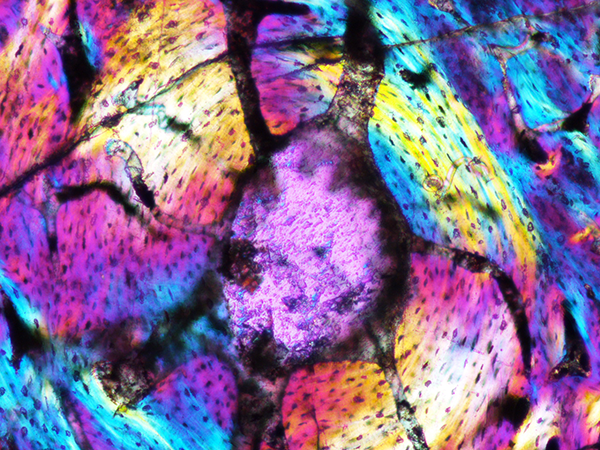 Paleontology Research Lab scientists use polarized light microscopy to study growth and disease in fossilized dinosaur bone.