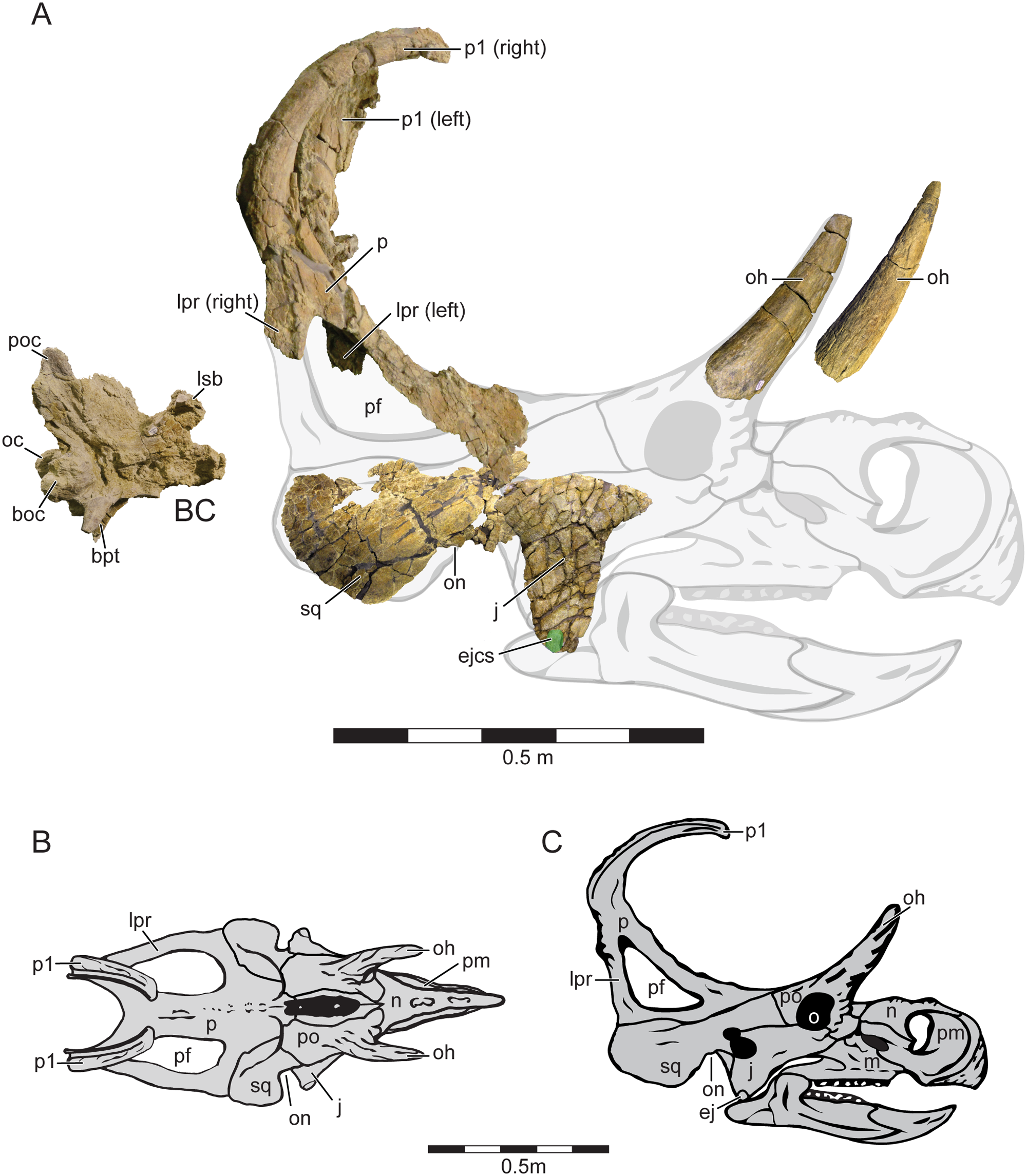 Figure highlighting research I spearheaded in 2016 describing Machairoceratops from the Late Cretaceous of Utah.