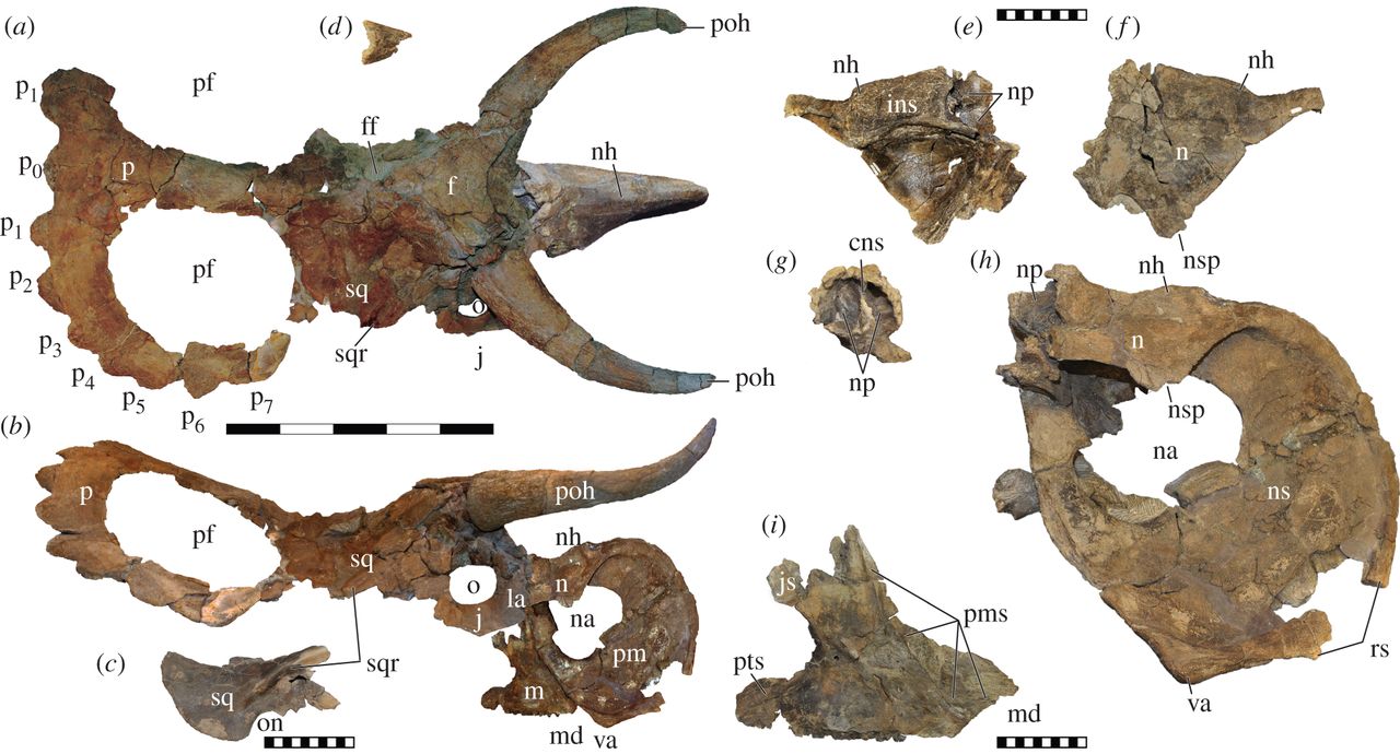 Figure highlighting research from my Master’s degree (2010) describing Nasutoceratops from the Late Cretaceous of Utah.