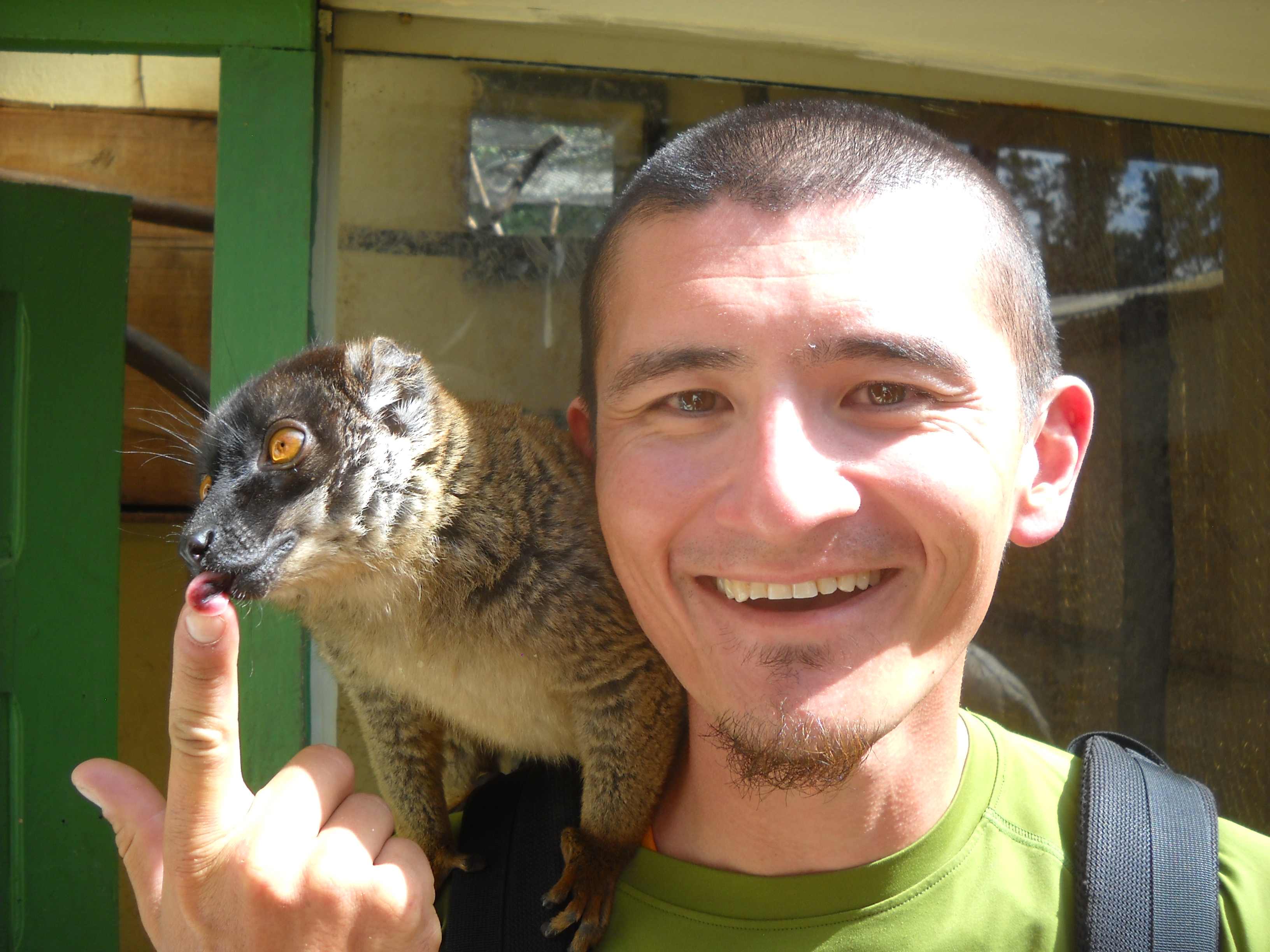 Hanging with a common brown lemur (Eulemur fulvus) during a behind the scenes tour of the lemur enclosures at the Zoo de Tsimbazaza (Antananarivo, Madagascar) in 2012.