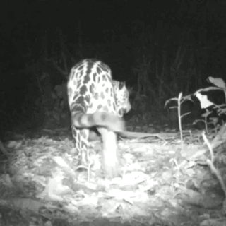 Jaguar in La Selva, Costa Rica