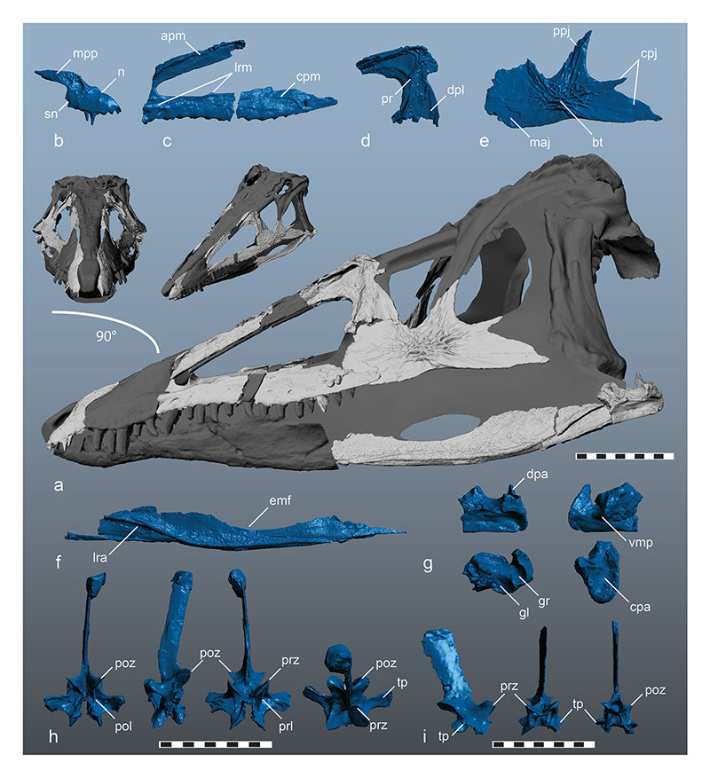 Three-dimensional reconstruction of the 231 million year old crocodylomorph <em>Carnufex carolinensis</em>, named by Zanno, curator of paleontology Schneider, and colleagues in 2015.