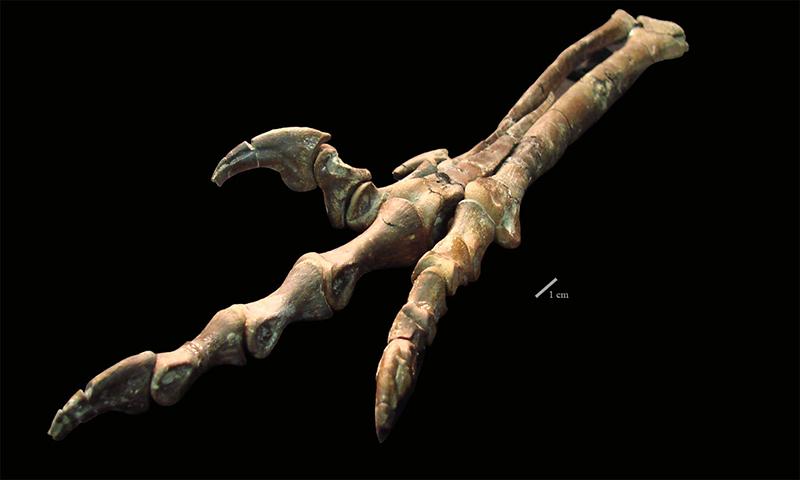 Fossilized foot of the sickle-clawed raptor dinosaur <em>Talos sampsoni</em>, named by Zanno and colleagues in 2011.