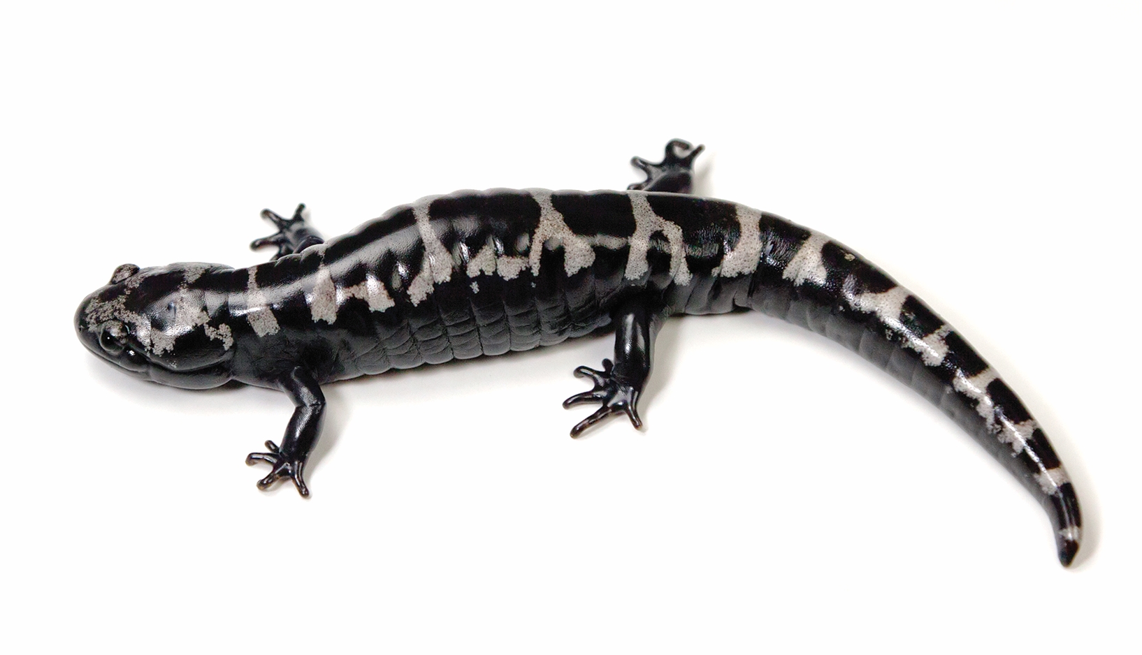 Salamander