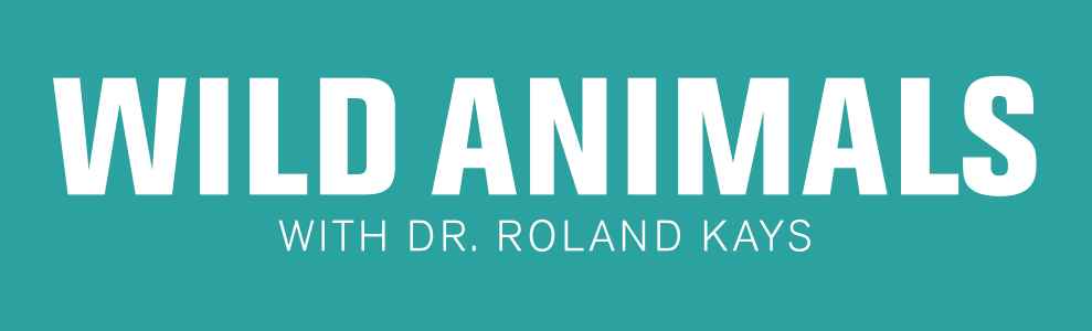 Wild Animals With Dr. Roland Kays