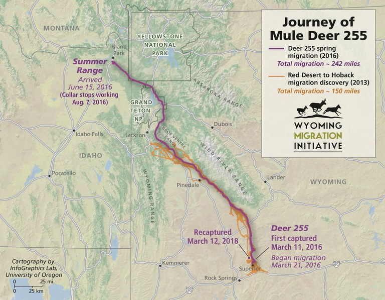 This map shows the record-setting movements of Deer 255.
