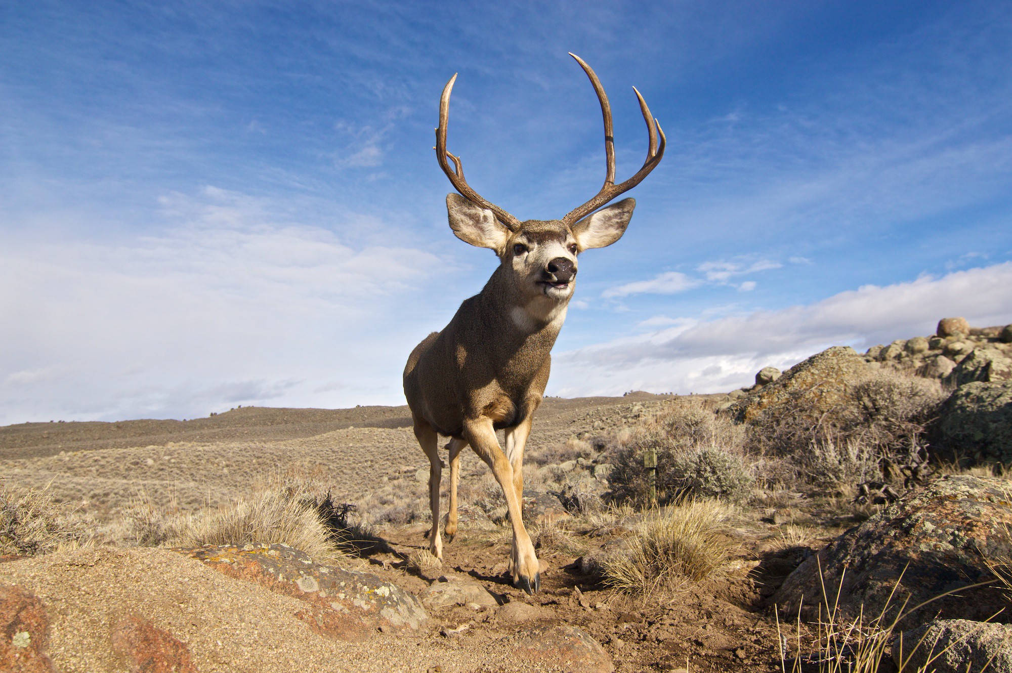Mule deer are well adapted to the arid West and are named for their large mule-like ears (Photo: Joe Riis.)