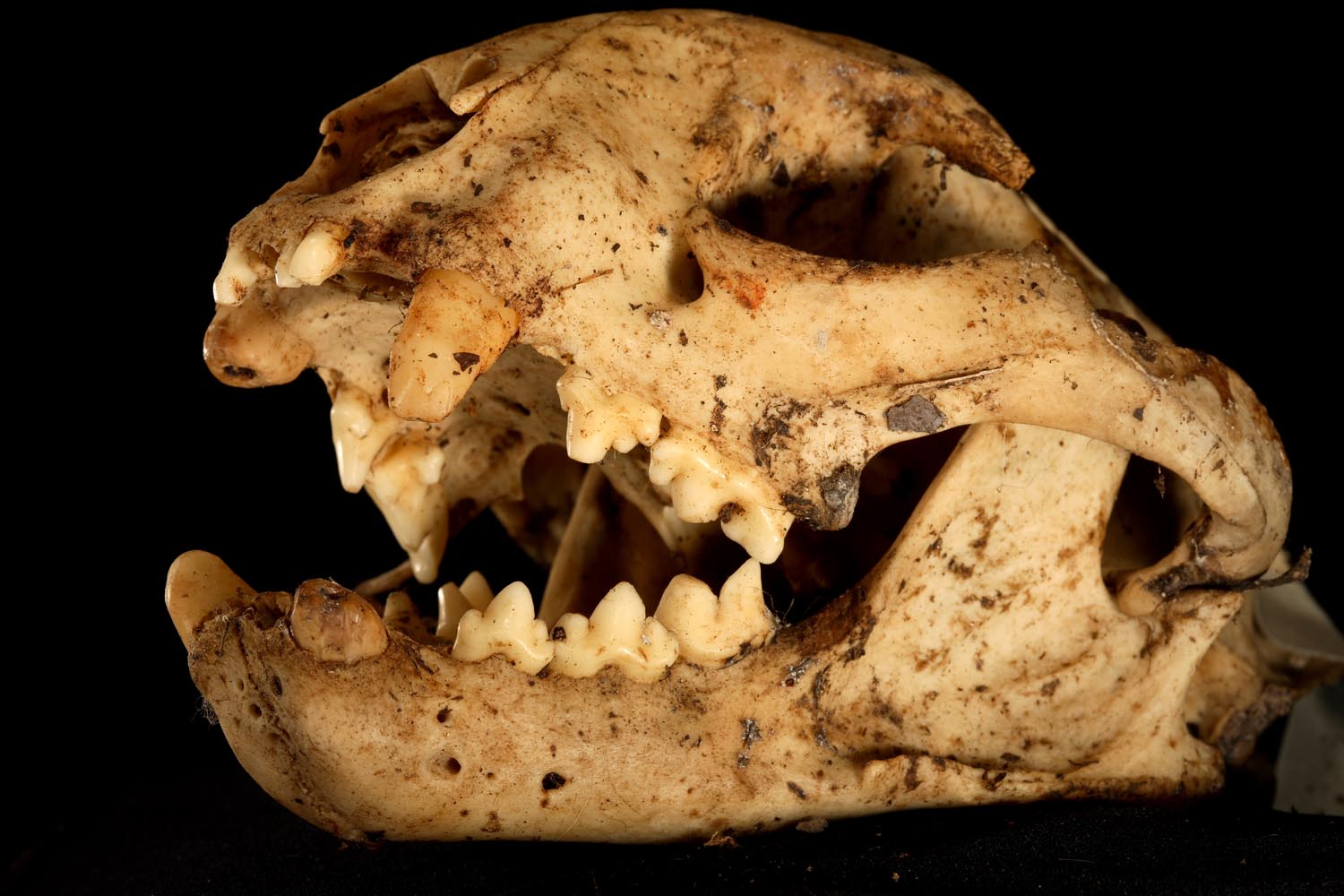 After Bobby died, researchers cleaned his skull to find all four of his canines had broken, which would have made it difficult to make a living as a predator. Bobby’s skeleton is now preserved in the New York State Museum’s Mammalogy collections.