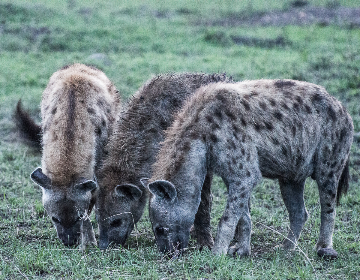 Spotted hyenas are social animals that live in very large clans but spend most of their time alone or with a few group members.