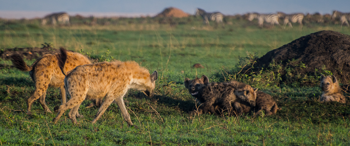 Two adult female hyenas walk in parallel together with a dominant posture towards a nursing female at the clan's communal den.
